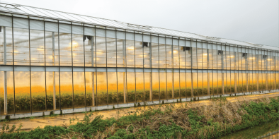 Greenhouseoutsidelights Greenhouseoutsidelights